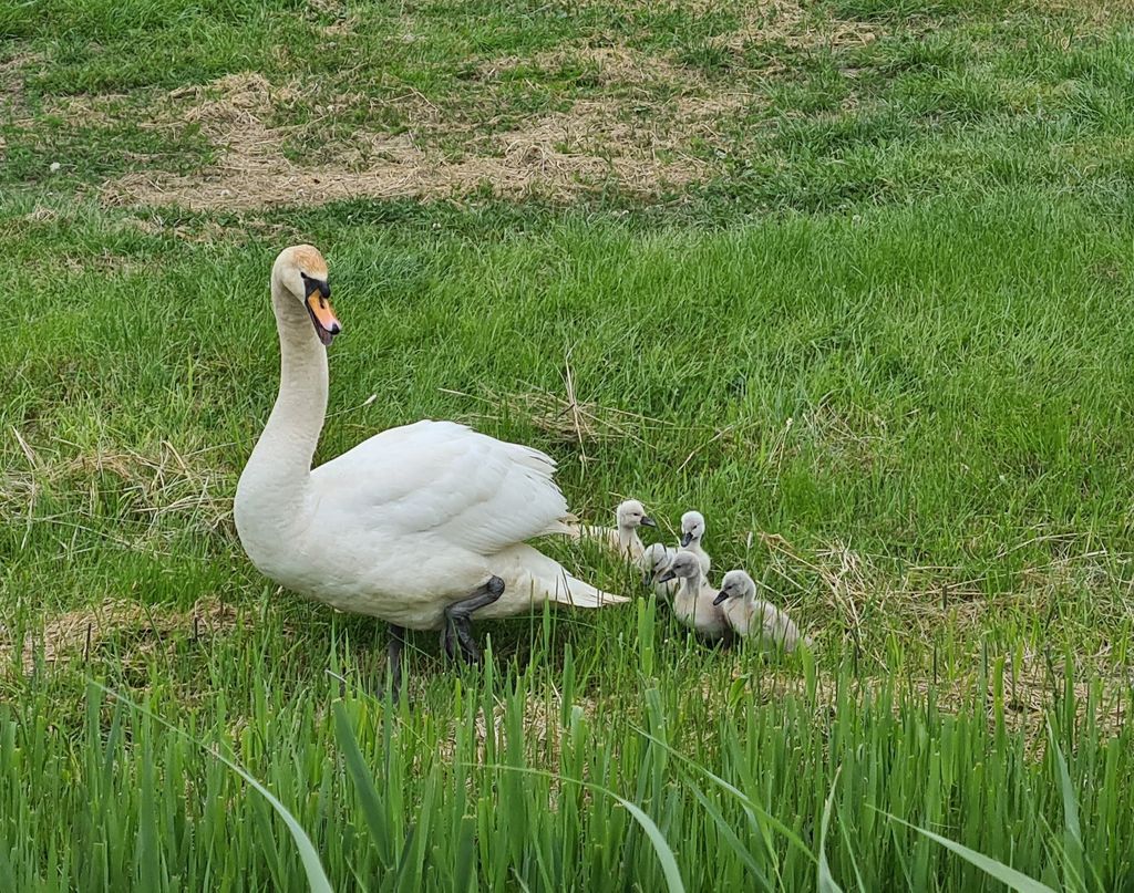 Emplacement à la ferme-Nature entre Elbe & Weser