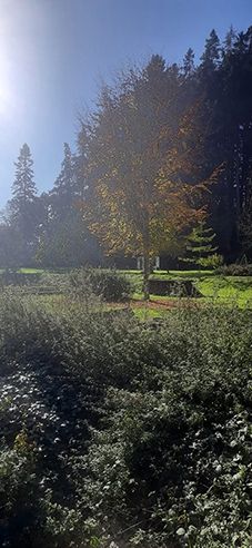 Camper entre la lisière de la forêt et un lac de baignade dans l'Odenwald 