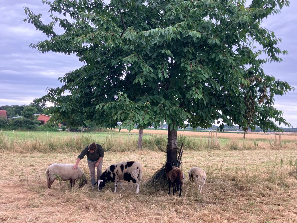 Antigua granja y huerto en un sueño profundo
