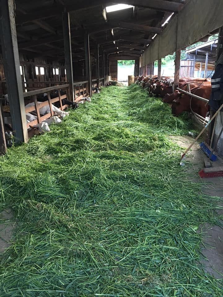 Parcela de la granja ecológica Ulmenhof