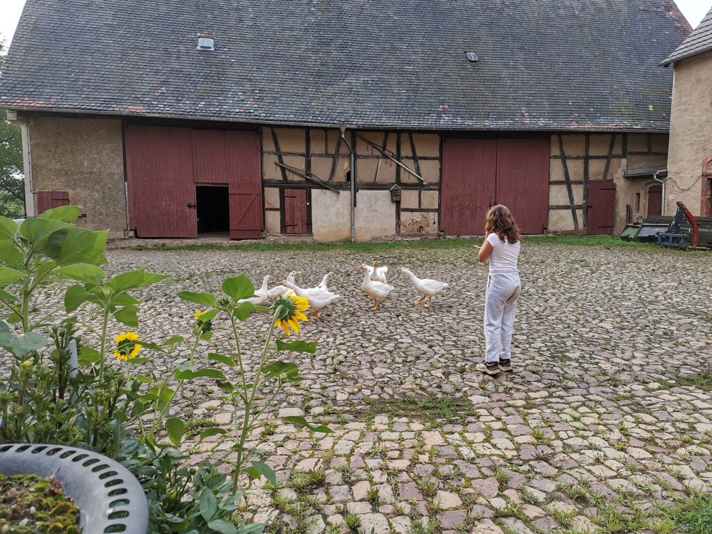 Tranquilidad absoluta: tiempo libre en la granja