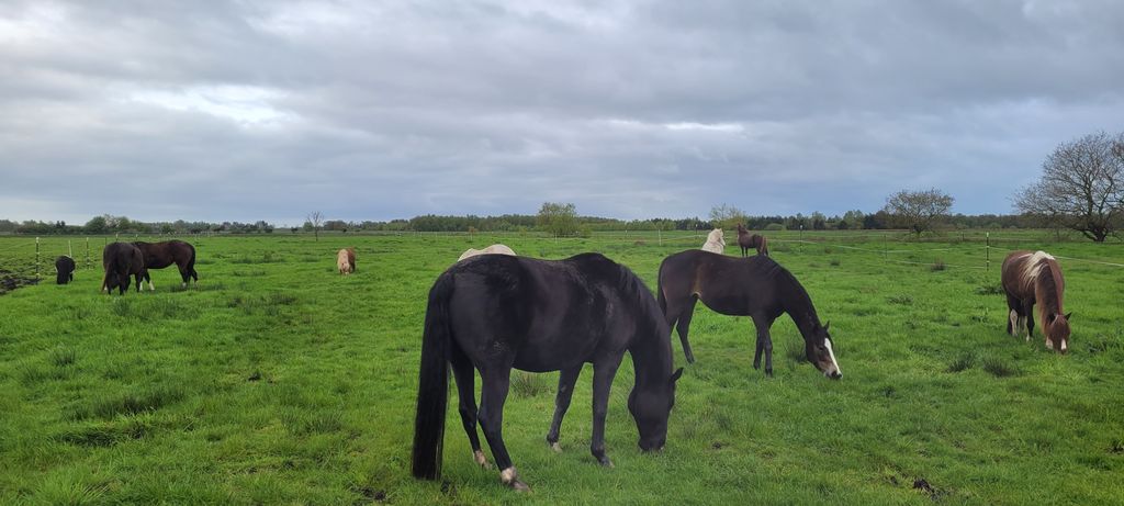 Rancho con caballos y ganado en el canal Ems-Jade