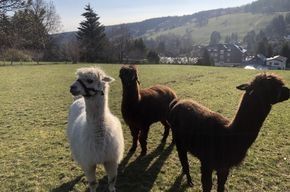 Pascolo per alpaca sulle alture della Selva di Turingia