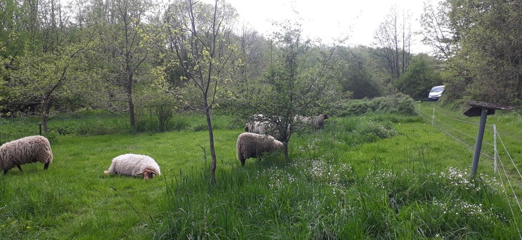 Pradera aislada junto a un pequeño bosque en un lugar apartado