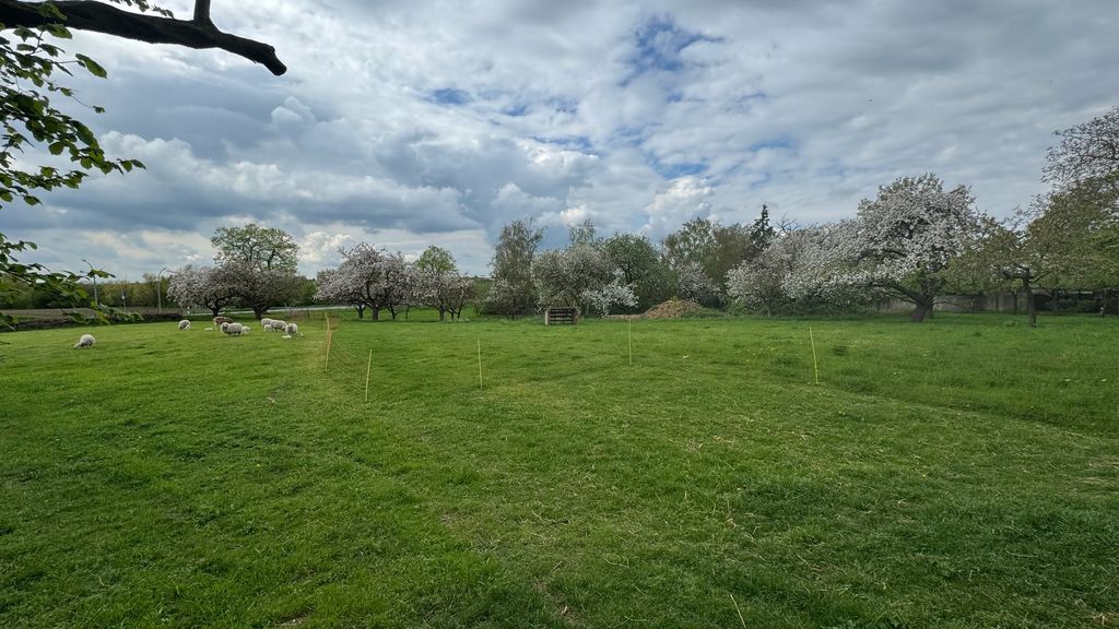 Obstbaumblüten