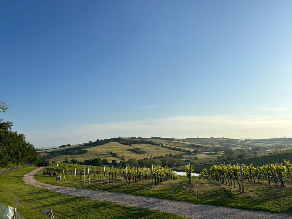 Piazzole nel vigneto