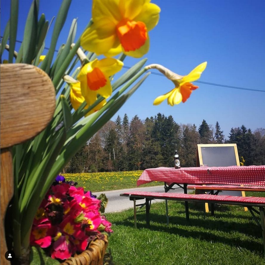 Mit Bergblick an der Alpakaweide in Oberbayern