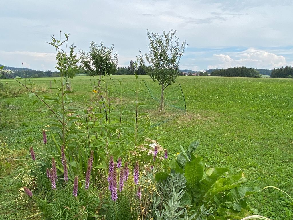 Bellissimo prato con alberi da frutto su Biberweg