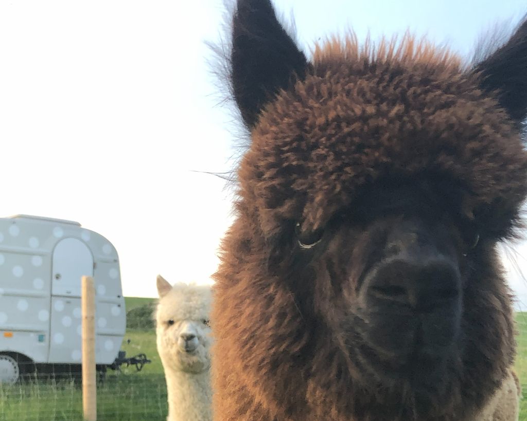 Idílica ubicación aislada con las alpacas