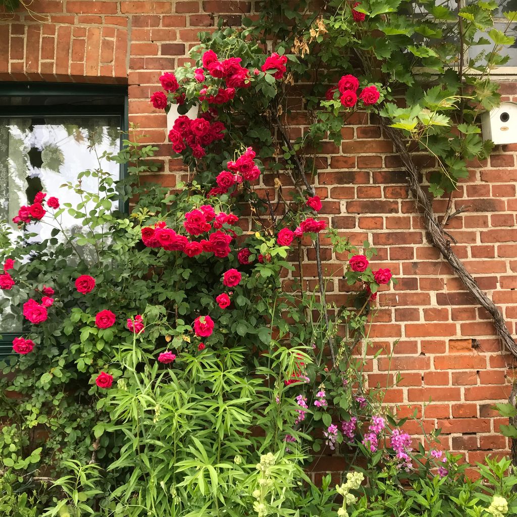 Camping à la ferme entre ruisseau et prairies