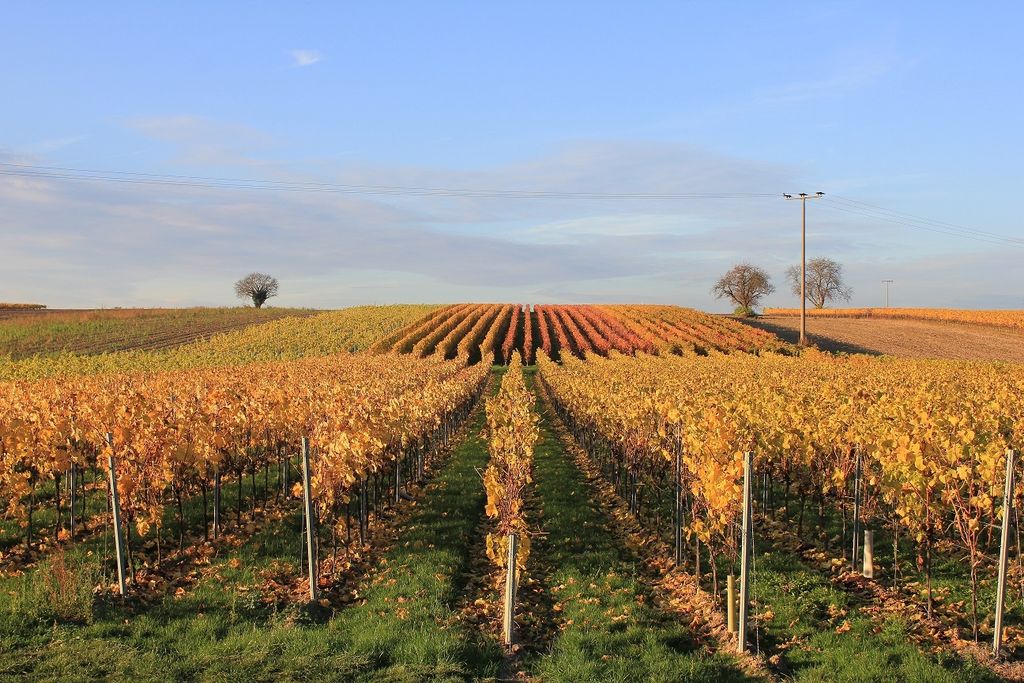 Pitch in the vineyards on the edge of the Southern Palatinate