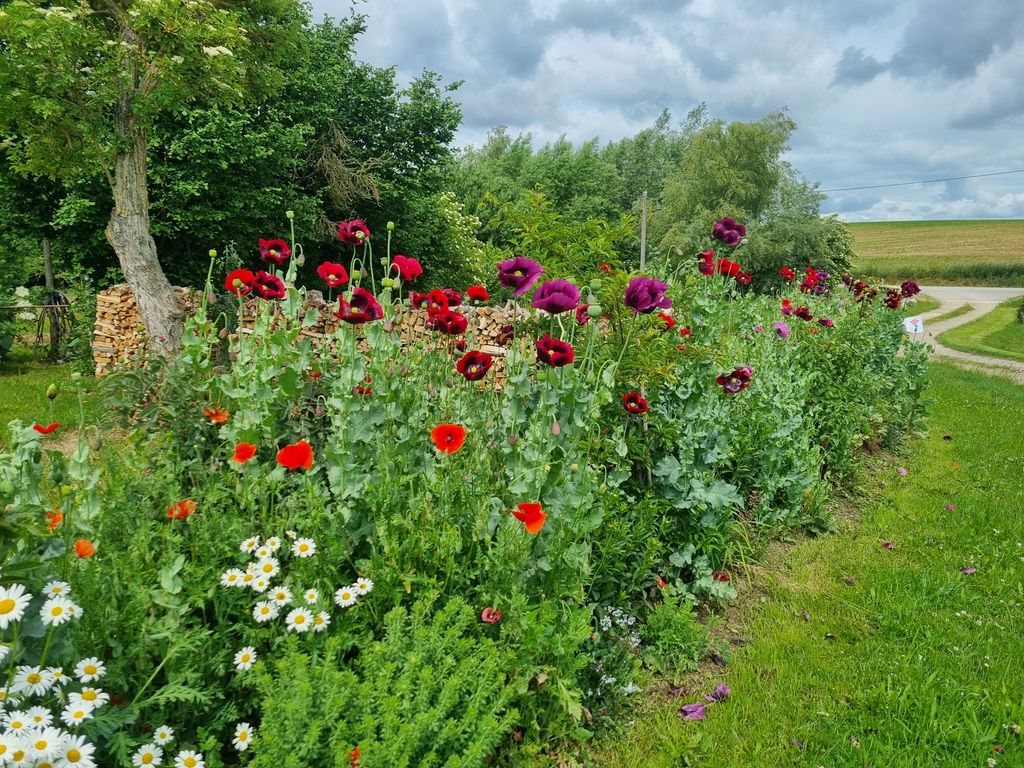 El verano en la granja