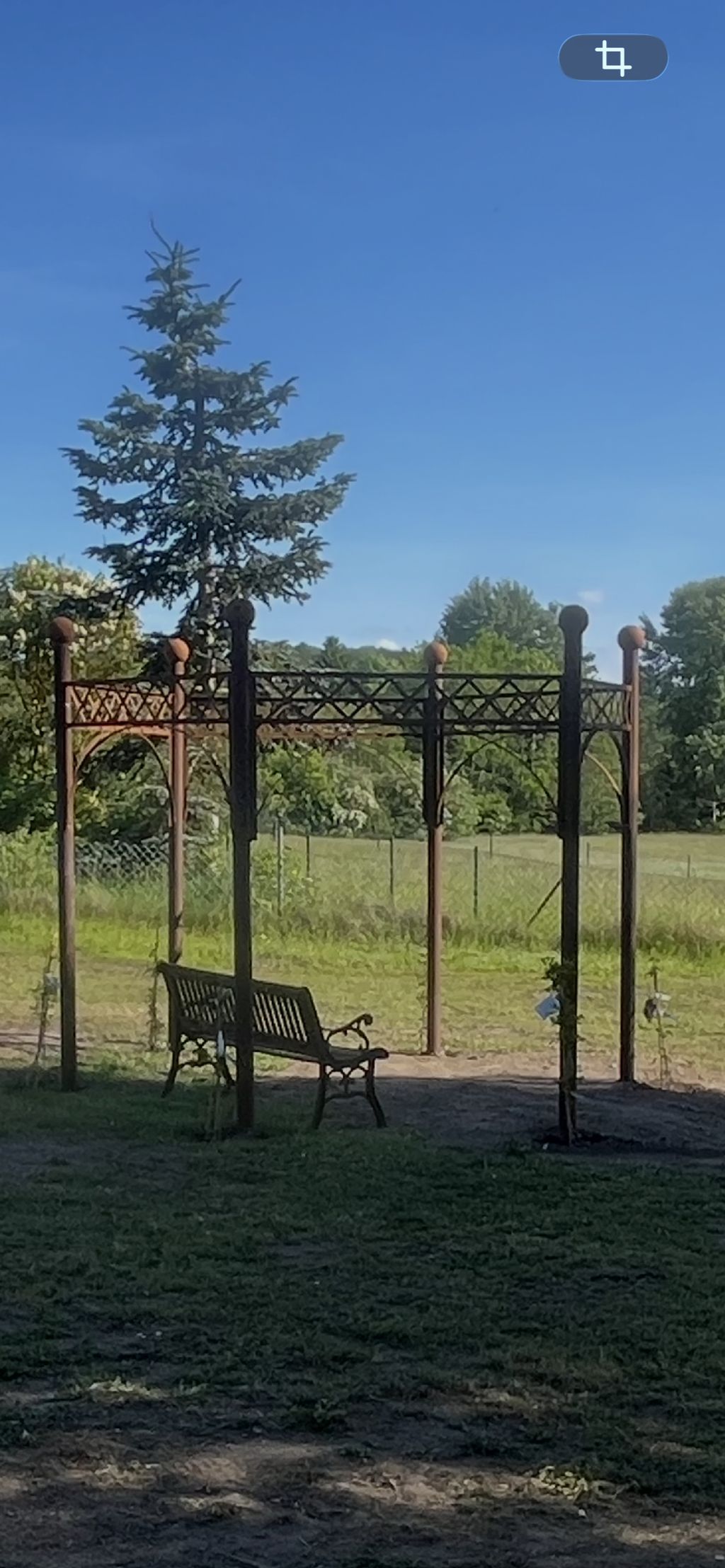 Accogliente accampamento sotto le betulle