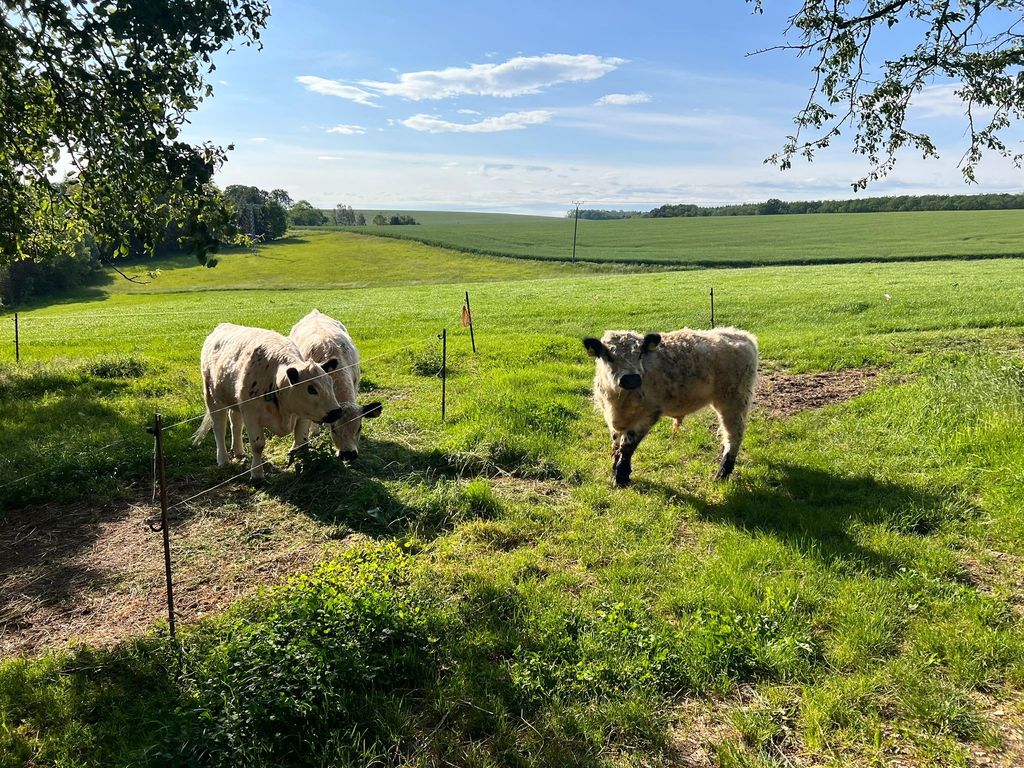 Tranquilidad absoluta: tiempo libre en la granja