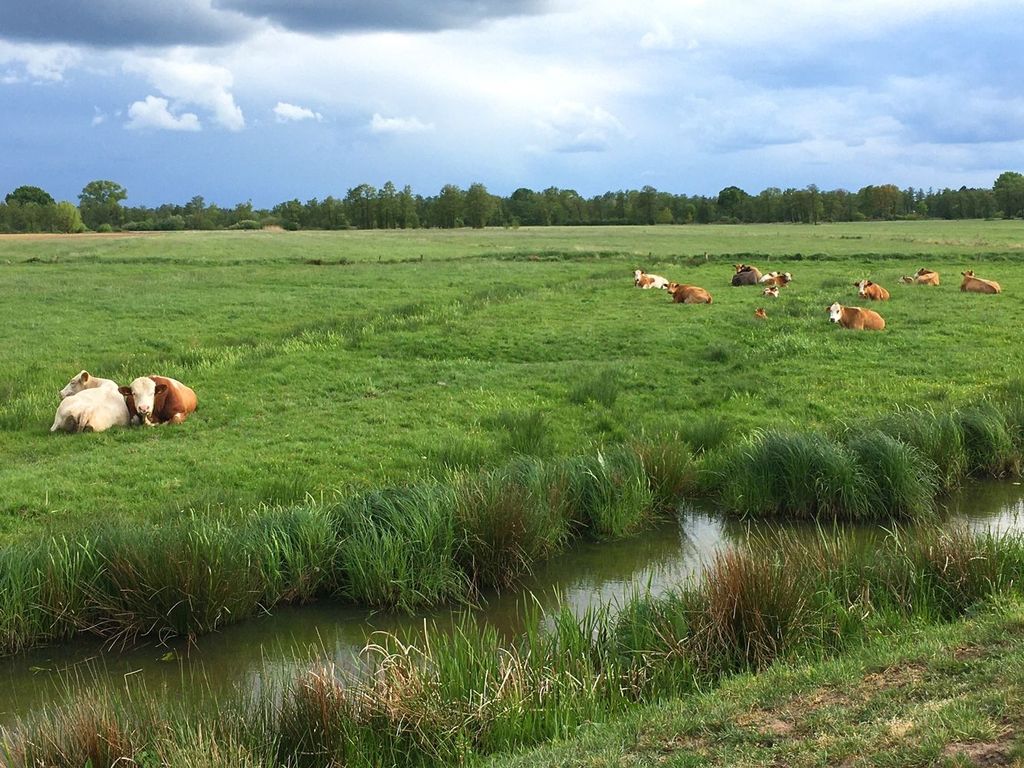 Al pascolo nell'idilliaca campagna vicino a Brema