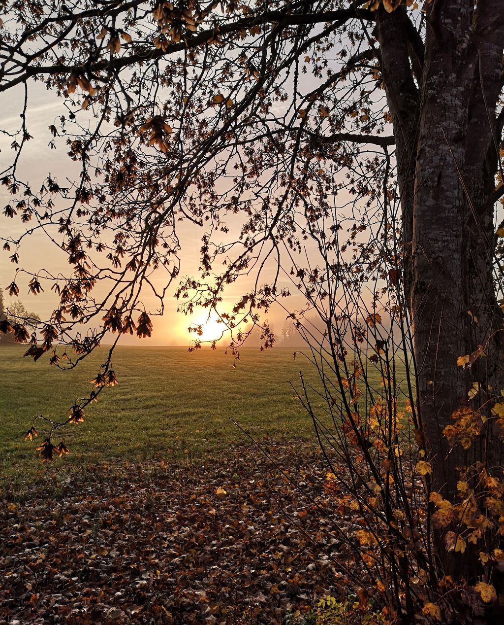 Platz unter den Birken mit Sonnenaufgang