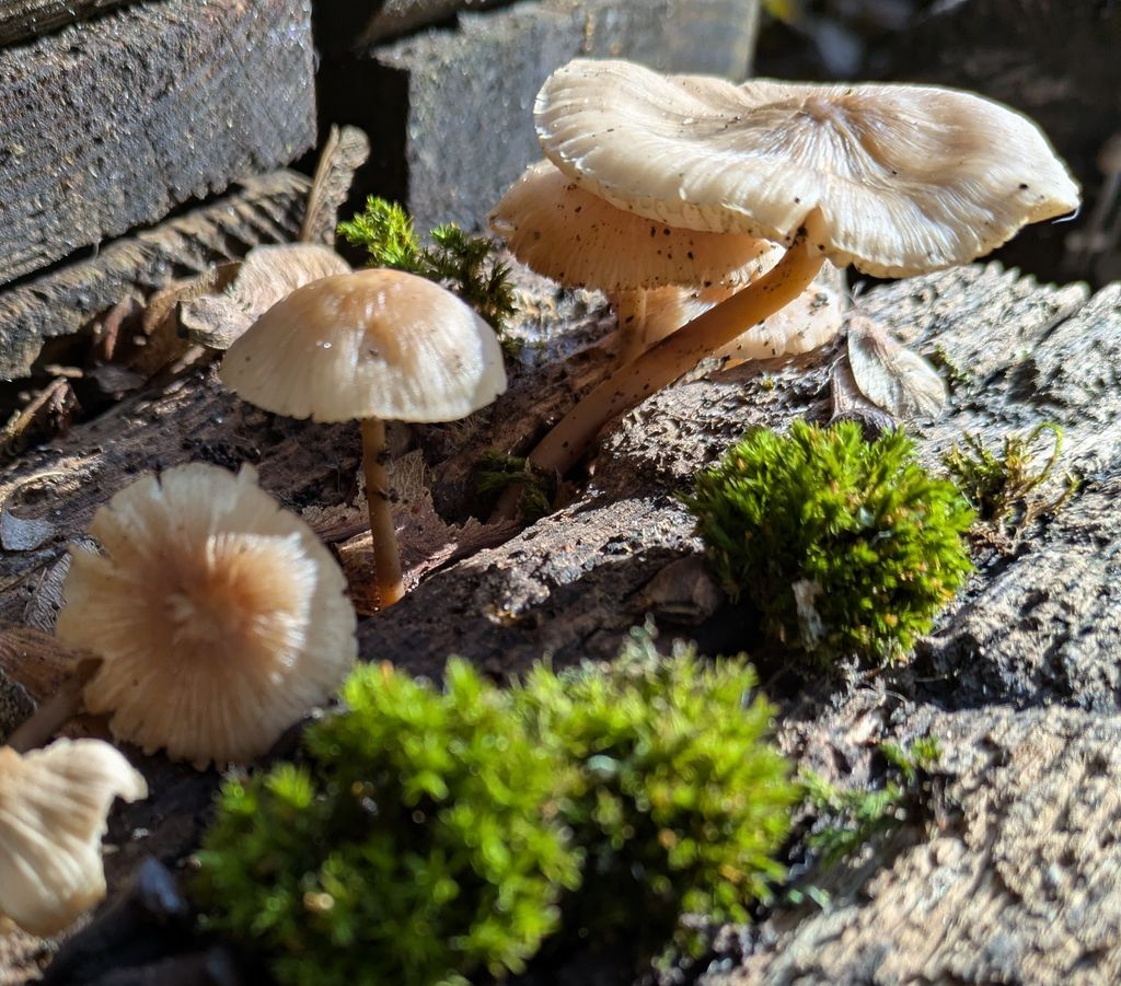 Tiny Haus Sternenblick - Sauna - selvaggia e bollente