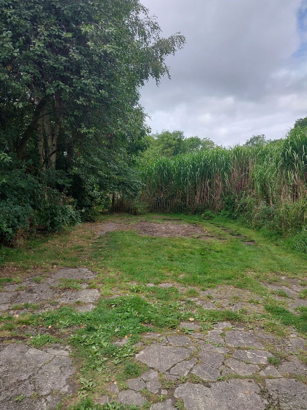 Stellplatz am Miscanthus