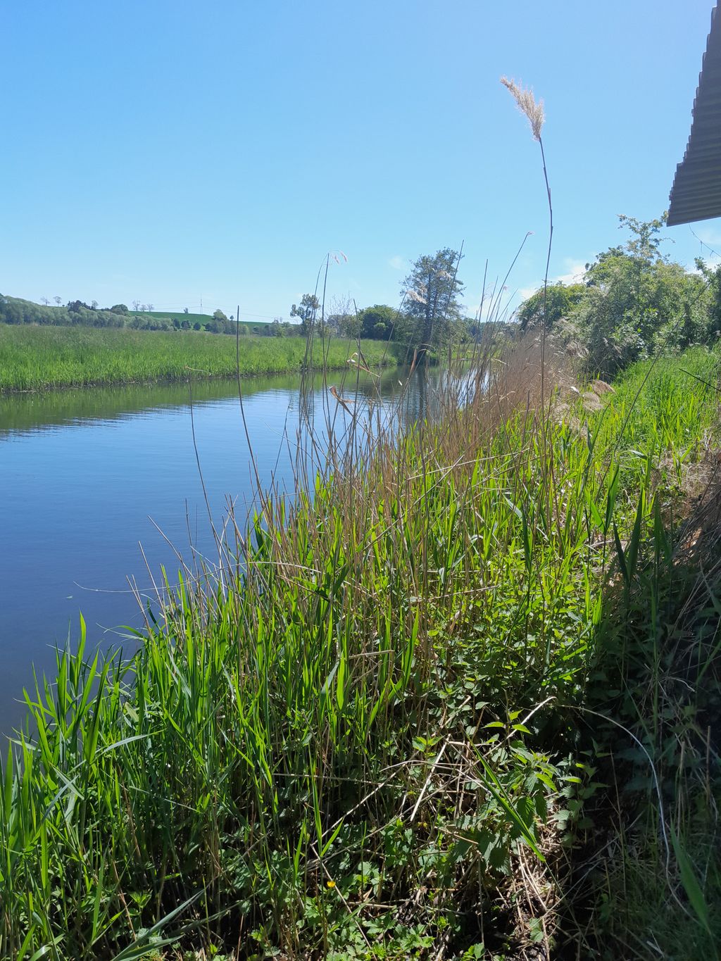 Prato naturale nella valle Tollensetal vicino all'acqua