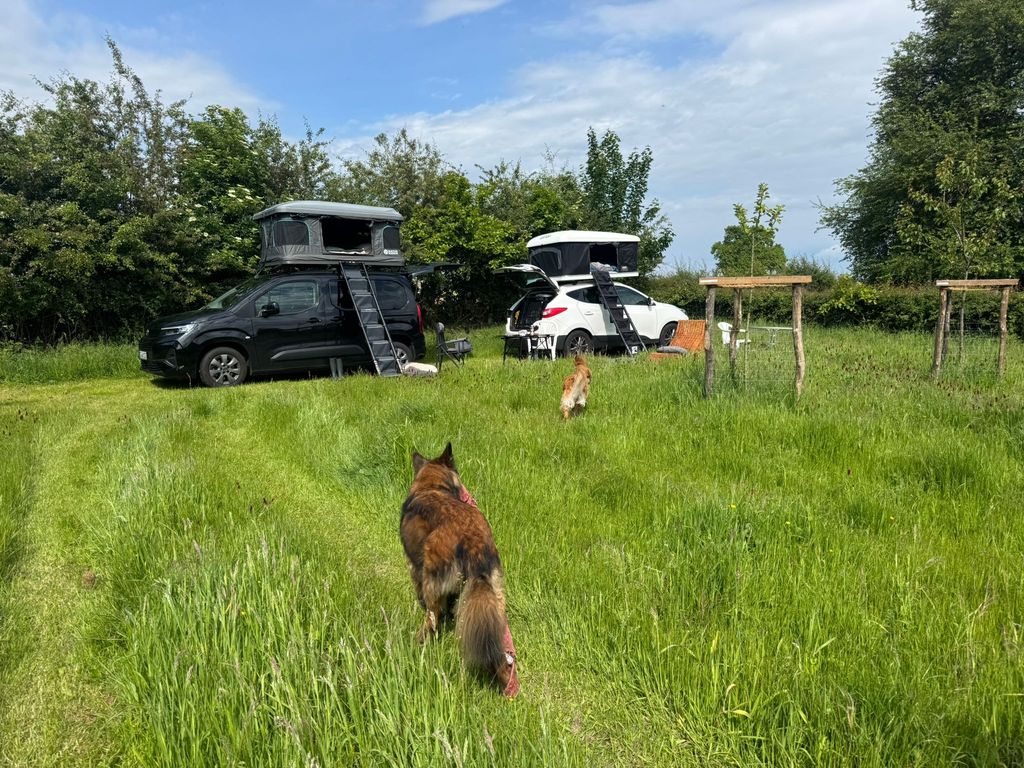 Stellplatz mit Gästen und Hundis