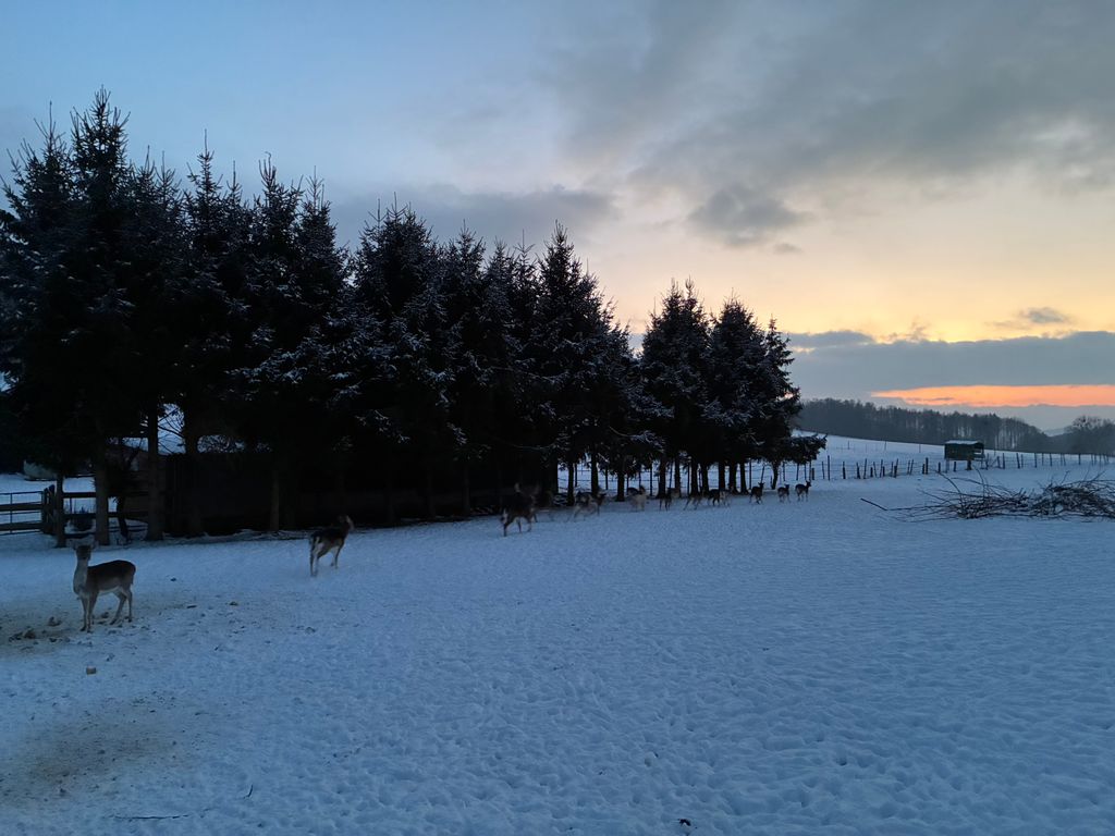 Stellplatz am Damwildgehege: Natur pur