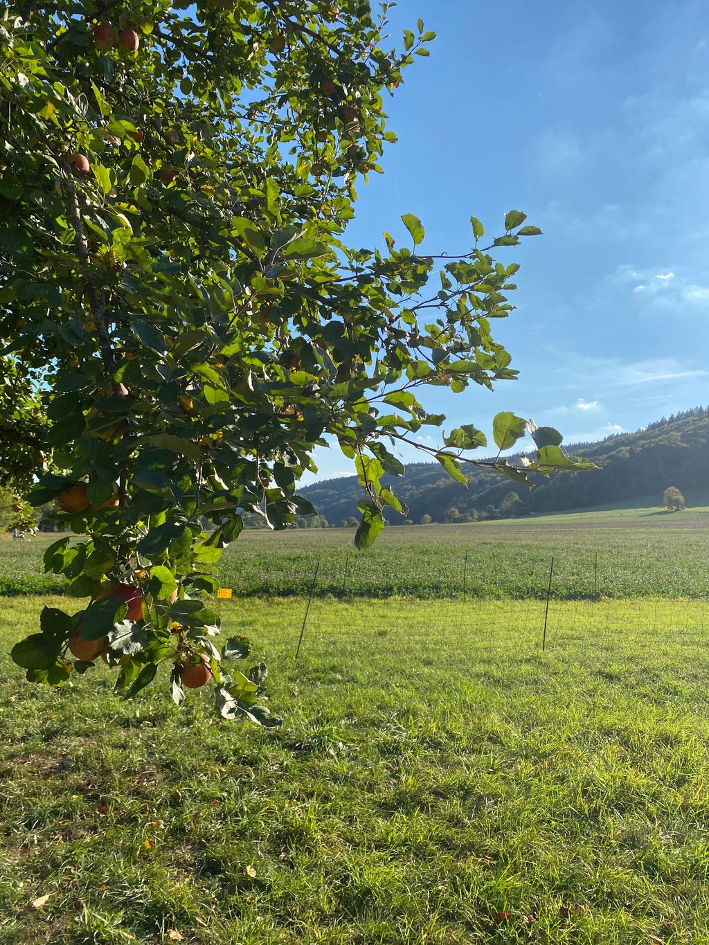 Unter Obstbäumen im Nimstal 