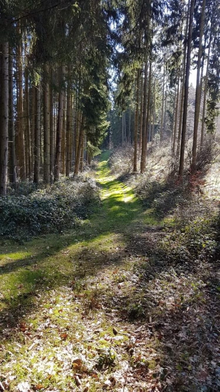 Recreo en el bosque alto con vistas al parque nacional