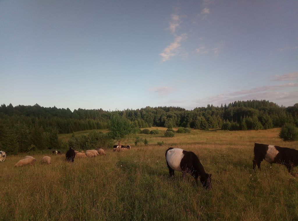 Alternativer Bio- Bauernhof mit viel Natur