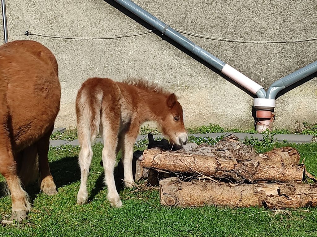 Camping am Pferde-/Erlebnishof Wesbach im Allgäu 