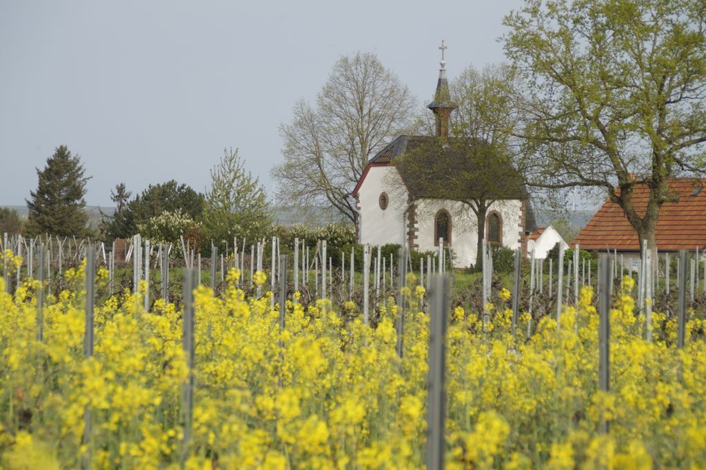 Camping au domaine viticole - au milieu des vignes !