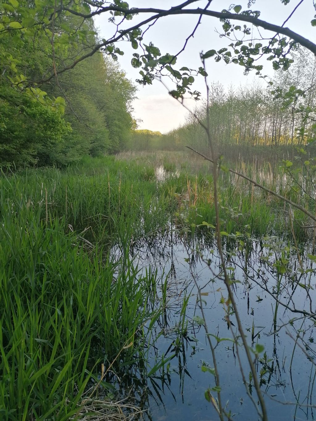 Romantic evenings next to renaturation area