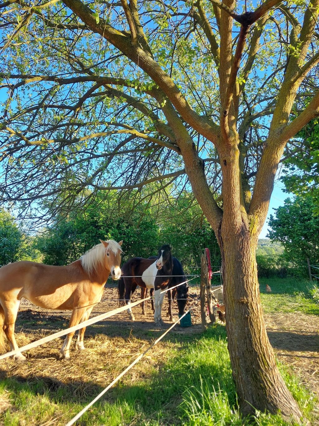 Un oasis en el Monferrato, entre caballos y colinas