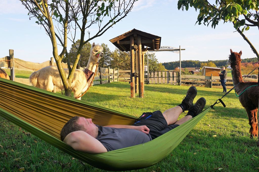 Camping près du pâturage des alpagas