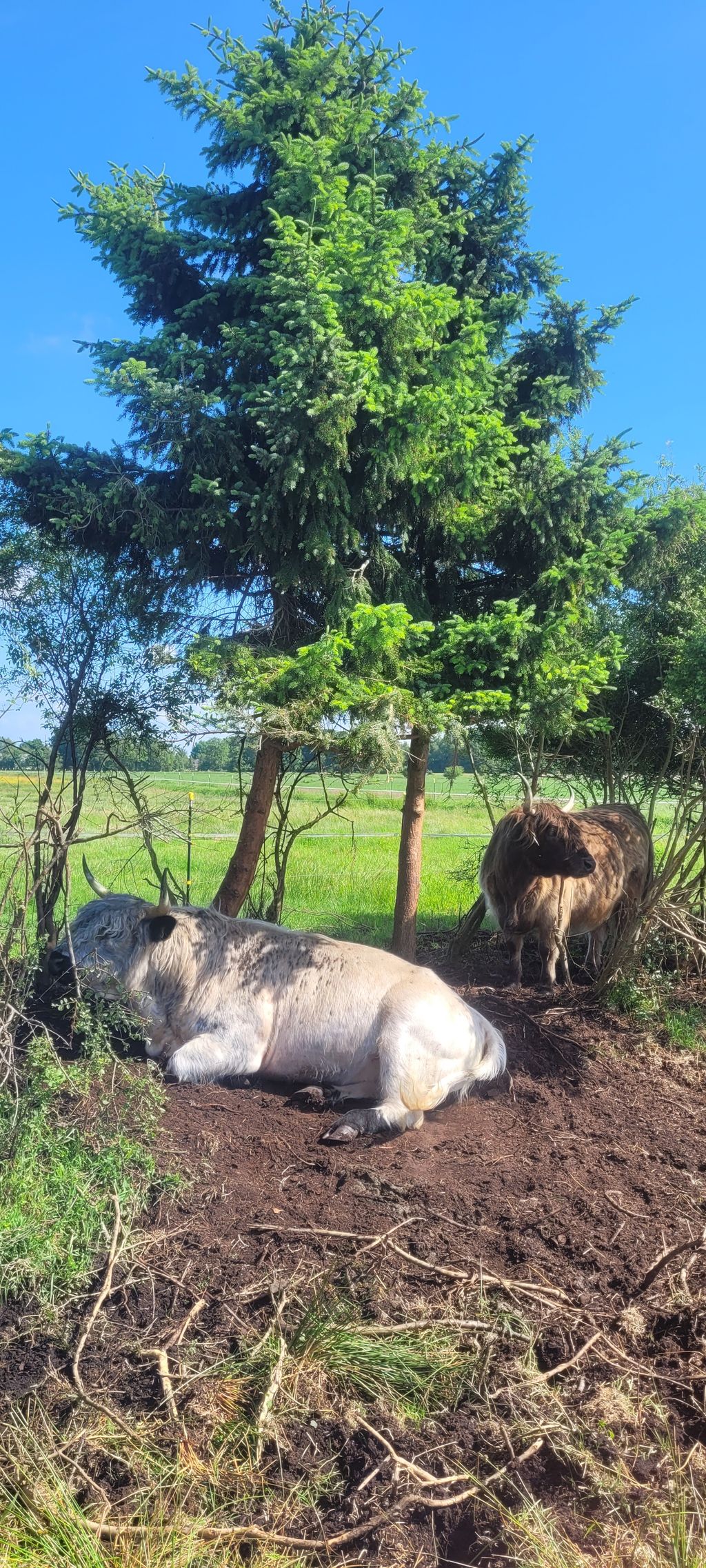 Rancho con caballos y ganado en el canal Ems-Jade