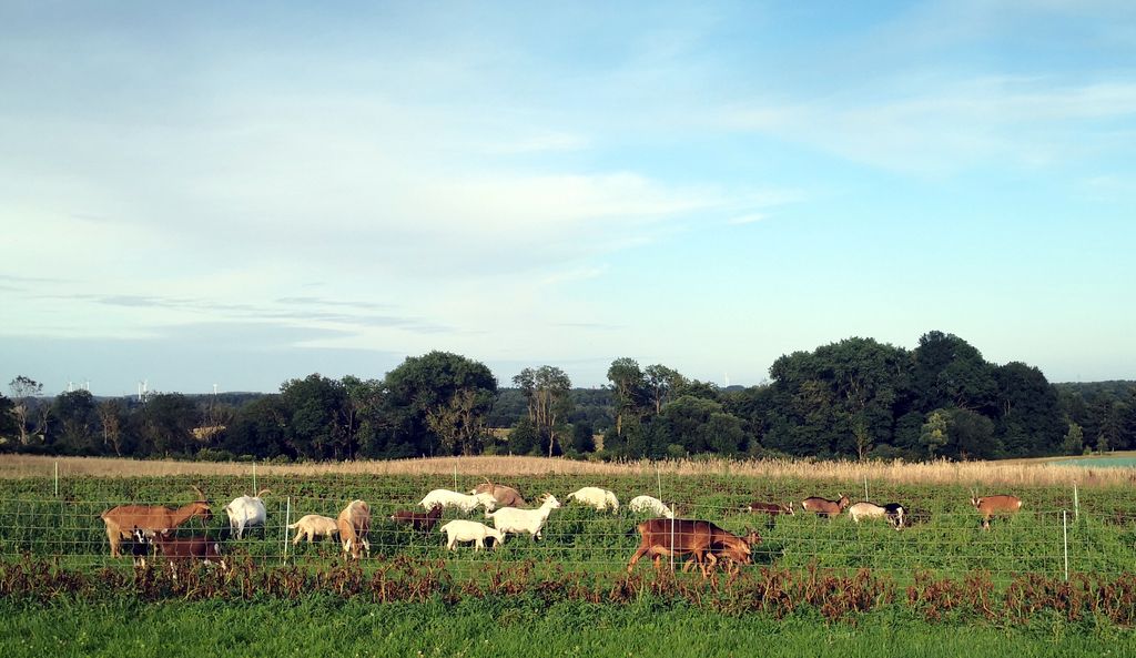 Sogno di bordo campo con vista su pecore e capre