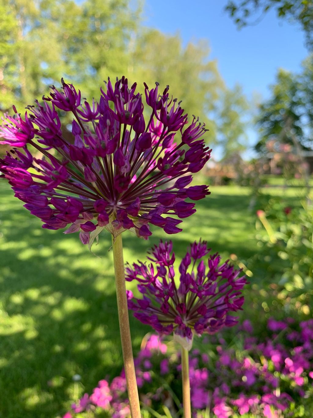 Nel grande giardino