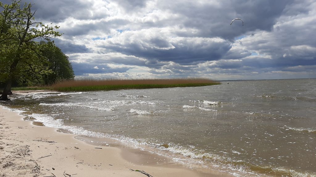Large meadow on the Szczecin Lagoon