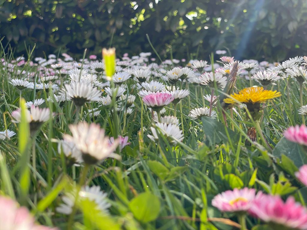 entspannt in der Wiese dem Alltag entfliehen