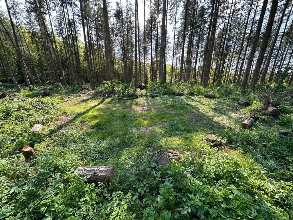 Pure forest bathing - camping in your own forest