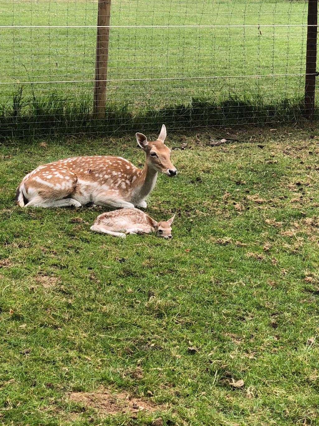 Posto letto sul Basso Reno con o senza cavallo