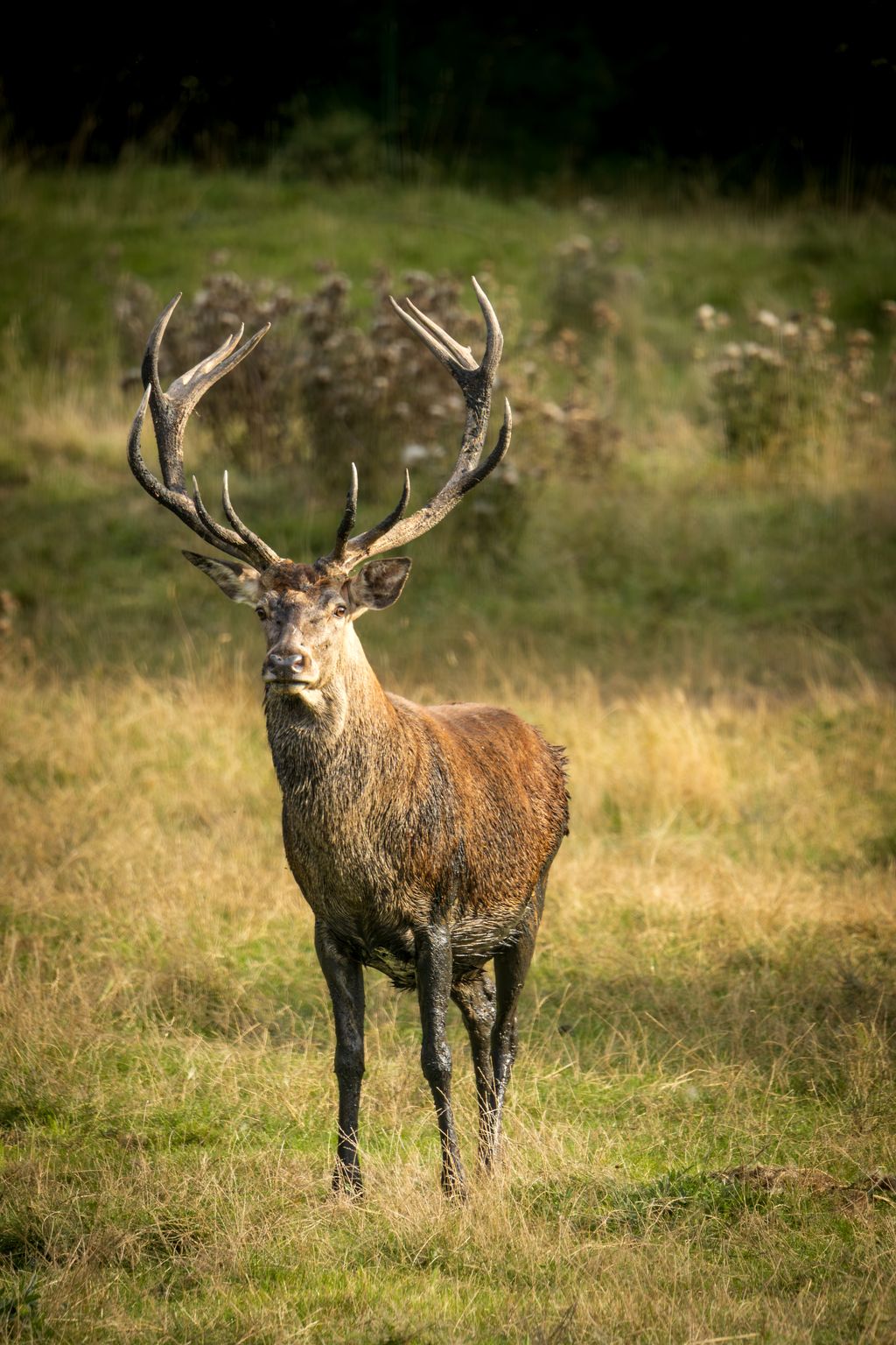 Hirschhausen, right next to the red deer enclosure