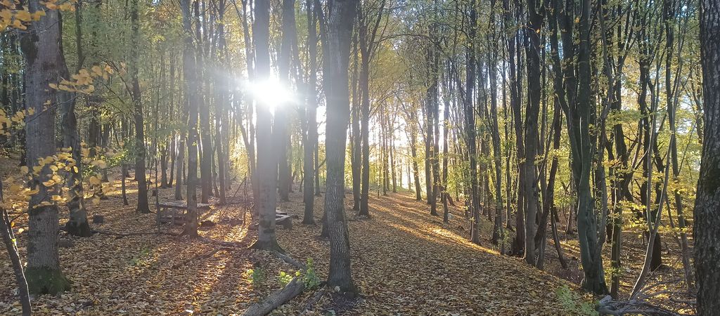 "Camping sauvage" en forêt pour les aventuriers du bushcraft