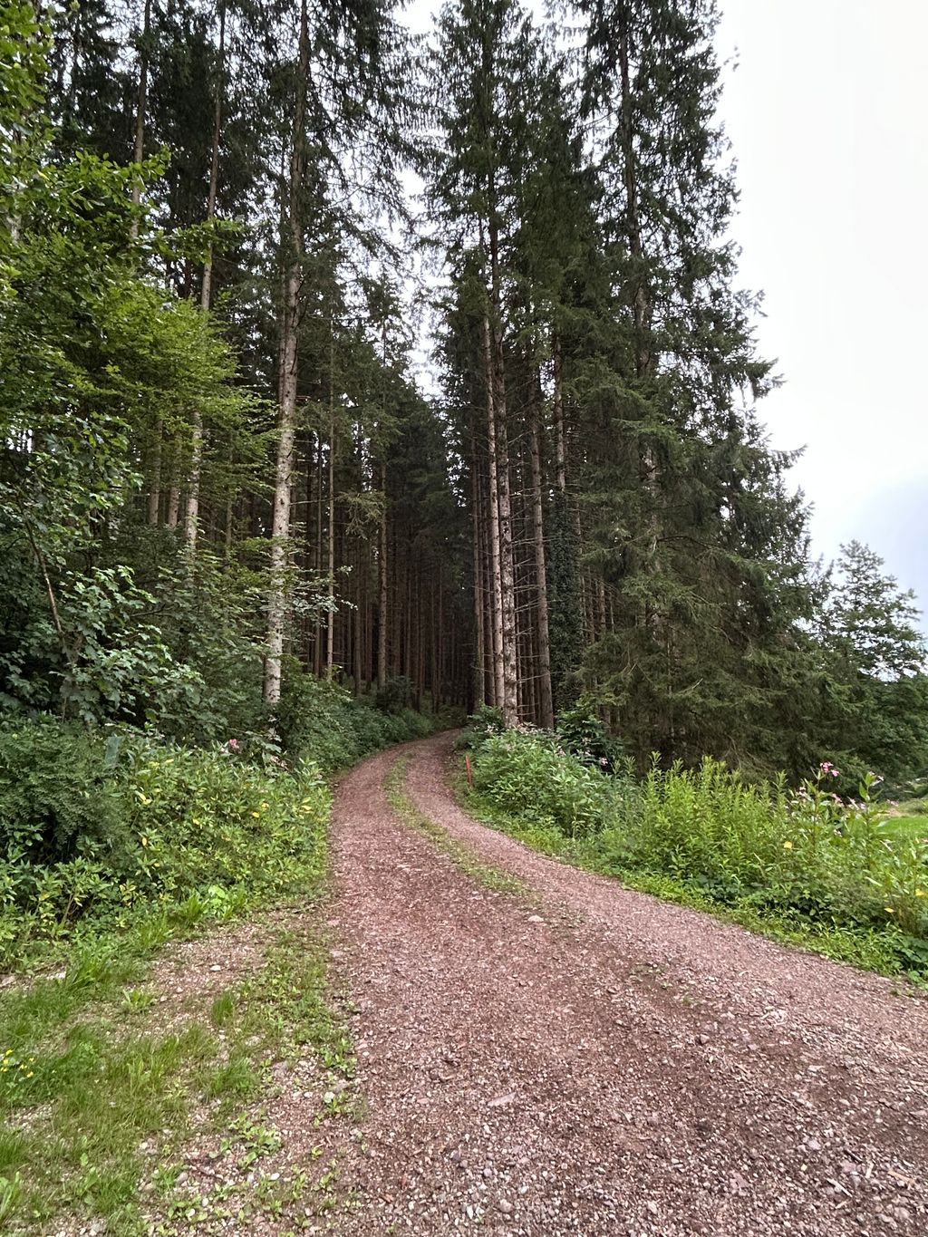 Wunderschöne Wiese umgeben von Wald und Natur