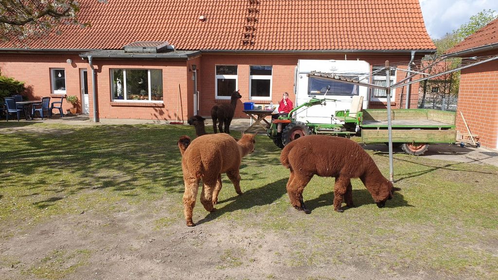 Uns Lütt Hoff - Camping mit Alpakas