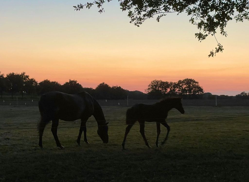 Camping in the western Münsterland (without bath)