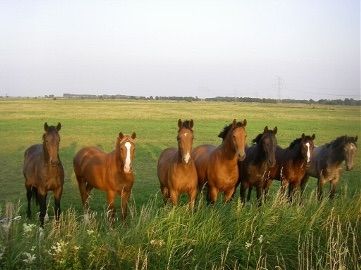 Horse farm in the north of North Friesland