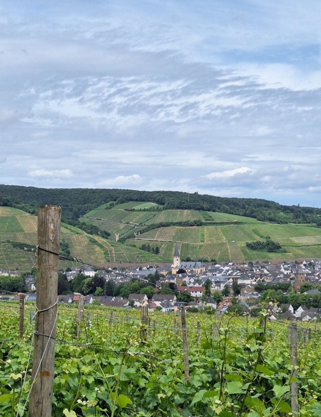 Zelten im schönen Ahrtal mit Weinberg-Blick