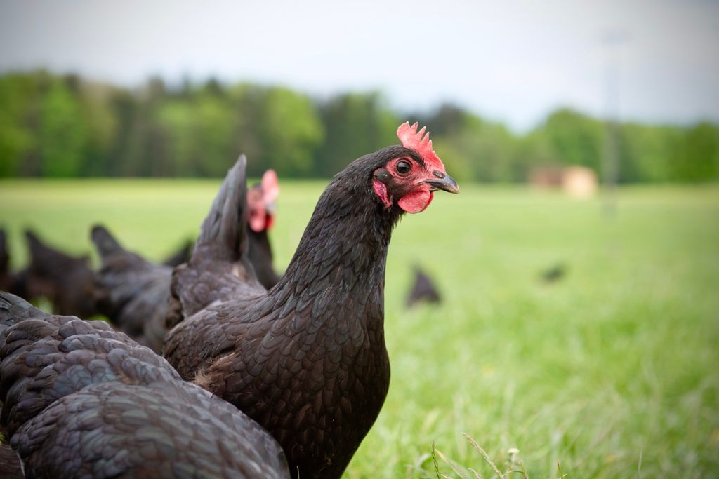 Con vista sulle montagne nel pascolo di alpaca in Alta Baviera
