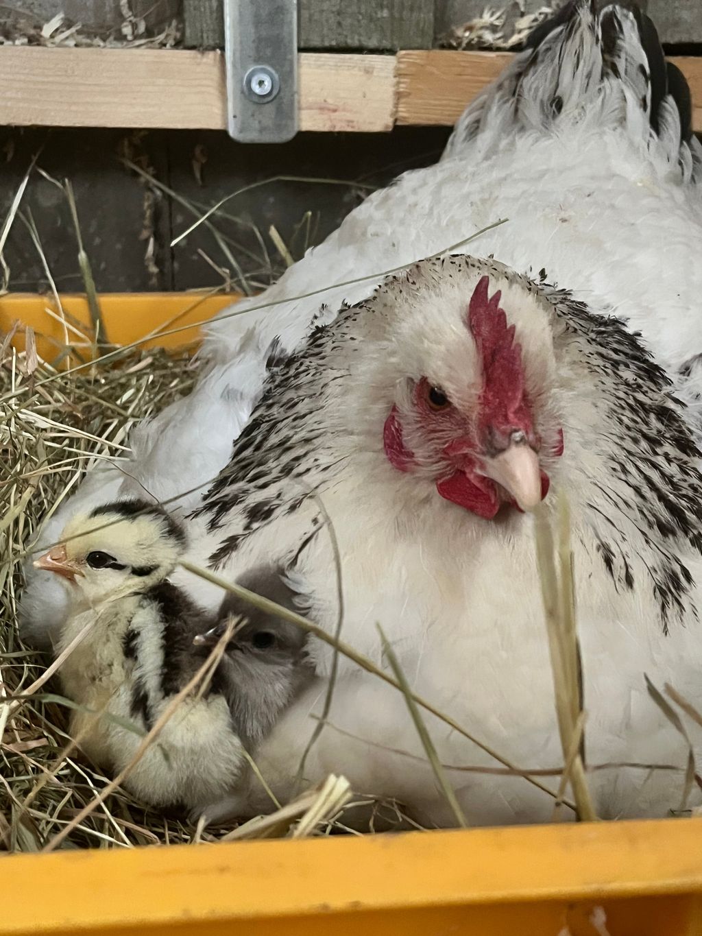 L'idillio della fattoria a Tetenbüll: un prato con vista panoramica