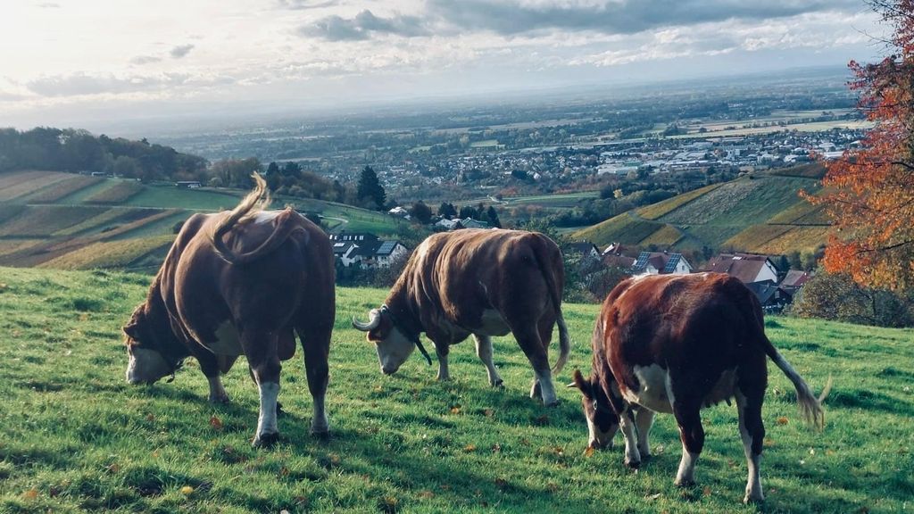 Idilliaca fattoria di montagna nella Foresta Nera